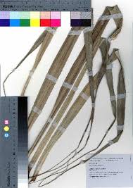 Image result for Pandanus chiliocarpus