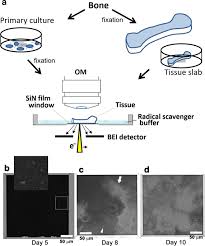 Section o cardiac muscle section o mammal reticular tissue o spinal cord, mammal, o bone decalcified cross silver stain procedure. Calcium Phosphate Mineralization In Bone Tissues Directly Observed In Aqueous Liquid By Atmospheric Sem Asem Without Staining Microfluidics Crystallization Chamber And Immuno Em Scientific Reports