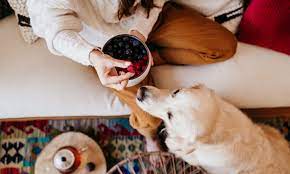 What Fruits Can Dogs Eat Bechewy