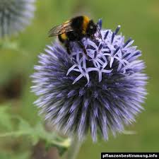 Blau Bluhende Pflanzen Und Blumen Bestimmen Blumen Bestimmen Bluhende Pflanzen Blaue Blumen