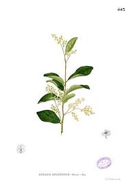 Image result for Homalium abdessammadii