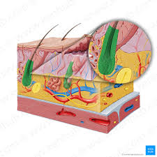 Integumentary System Definition Diagram And Function Kenhub