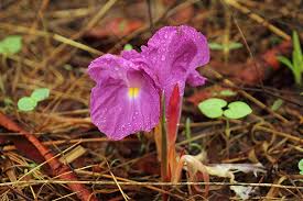 Image result for Siphonochilus