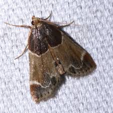 Image result for Pyralis farinalis