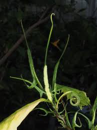 Image result for Dorstenia psilurus