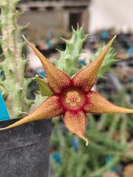 Image result for Orbea caudata