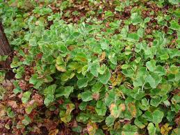 Image result for Marsilea macrocarpa
