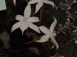 Image result for Aerangis collum-cygni