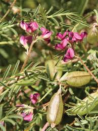 Image result for Lessertia macrostachya