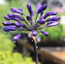 Agapanthus Back In Black Pp 16244 Hummingbird Plants Agapanthus Flowers That Attract Hummingbirds