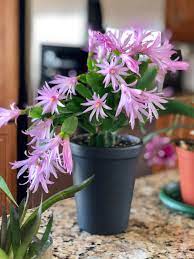 The flower colors range from white, red, lavender, orange, peach. My Easter Cactus In All Her Glory Houseplants
