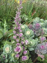 A brussels sprout recipe for people who think they might not like them. Found On Bing From Www Pinterest Com Cabbage Flowers Ornamental Kale Winter Plants