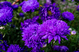 Asters come in a great variety of colors including red, white, orange and various shades of pink and purple, making them one of the most popular flowers the aster flower comes in a variety of colors, with different colors carrying different symbolisms. The Different Types Of Aster Photos Garden Lovers Club