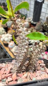 Image result for Ceropegia burchelliana