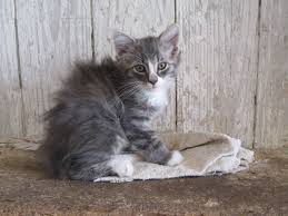 Long Haired Gray Tabby Cat I Love This One Click To See More Like This Grey Tabby Cats Cute Cats And Dogs Cat Pics