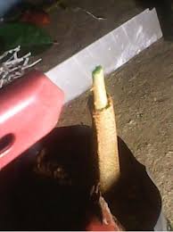 Siram media tanam kemudian demikianlah tata cara budidaya durian langsung menggunakan bijinya. Membuat Bibit Durian Unggul Melalui Sambung Pucuk Indonesia Bertanam