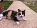 Calico Cats - Facts, Genetics, Temperament & Types - Petmoo