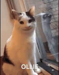 Ollie Cat Gif Ollie Cat Discover Share Gifs