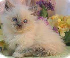 The munchkin is considered to be the original breed of dwarf cat. Himalayan Munchkin Kittens Des Moines Ia Munchkin Cats Des Moines Ia Persian Cats Des Moines Ia Cats Himalayan Kitten Munchkin Cat