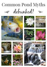 I've seen some wonderful water gardens, water features, pondless waterfalls, fountains, and. Koi Pond Myths Pond Cleaning Aquatic Plants And Fish Care