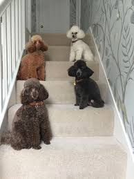 Black And White Toy Poodle Puppies All About The Athletic Poodle Pups Health Poodlehundlove Poodlepuppies Toypoodle Poodle Puppy Poodle Dog Cute Dogs
