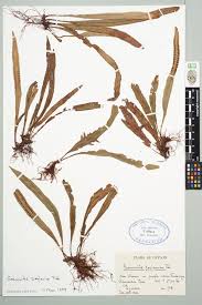 Image result for Grammitis