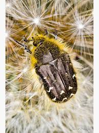 Image result for Tropinota hirta