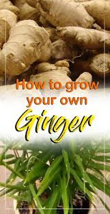 How To Grow Ginger In A Pot Growing Ginger Root Harvest Ginger Root Grow Ginger From Root Growing Ginger Growing Ginger Indoors