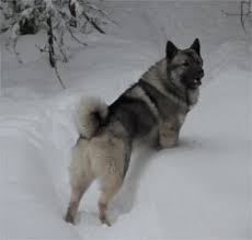 Elkhound Growth And Training