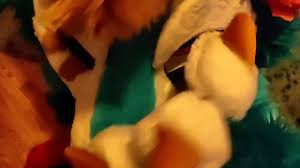 Rare fursuit blowjobs collection for true fans