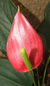 The calla lily is located near water sources, such as beaches and long rivers, which in the mondstadt region are in no short supply! Red Peace Lily House Plant Care Plant Care Peace Lily Flower