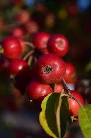 Frequent in hedges and wood edges. Zieraepfel Apple Fruits Small Red Fruit Ornamental Fruit Tree Embellishment Ornamental Tree Malus Pikist