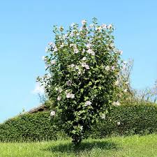 3 gal. Double Althea White Flowering Shrub