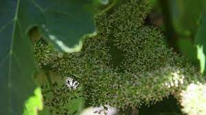 North american grapes fall mainly into the species vitis labrusca. How Grapevines Bloom And Fruit Develops Grape Flowers At Jordan Wine Education Videos Youtube