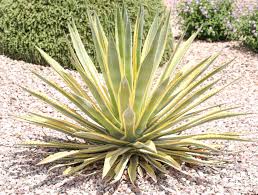 Image result for Agave