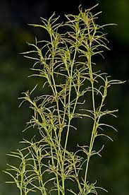 Image result for Najadaceae