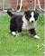 Blue Merle Long Hair Border Collie