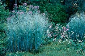 Image result for Panicum