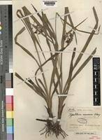 Image result for Hypolytrum