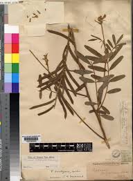 Image result for Tephrosia nana