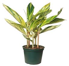 The Most Poisonous Plants To Dogs | Bbc Gardeners World Magazine