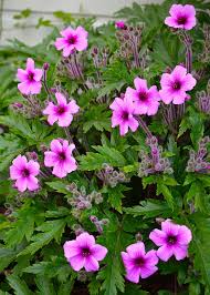 Image result for Geranium