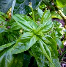 Sep 03, 2020 · i found the articles on drying parsley in the oven, air drying, and drying in the sun were the most helpful. Drying Herbs Here S How To Do It