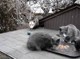 Possums, or opossums, are nocturnal animals that grow to be about the size of a large cat. Possum Opossum Cat Youtube
