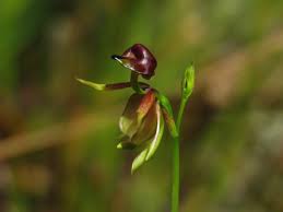 Image result for Brachycorythis lastii