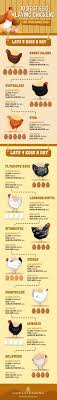 the best egg laying chickens for your homestead homesteading