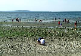 7 tips for low tide beachcombing with kids in seattle