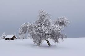 Mountains Winter Snow Tree Landscape Snowy Nature Christmas Landscape White Frozen Peace Pikist