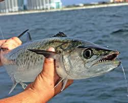 Maybe you would like to learn more about one of these? Ikan Tenggiri Taksonomi Morfologi Sifat Habitat Sebaran Manfaat
