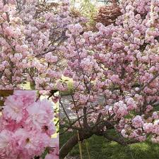 Ships from and sold by daylily nursery. Royal Japanese Cherry Tree Direct Gardening